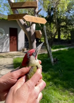 Sezon wiosenno-letni w Mysikróliku powoli się kończy!