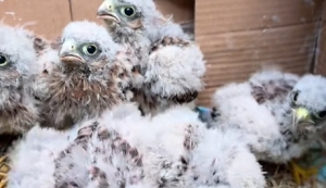 Pamiętacie gromadkę drapieżnych kulek z czerwca?