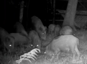 Dla zainteresowanych gorącym ostatnio tematem dzików w Bielsku-Białej.