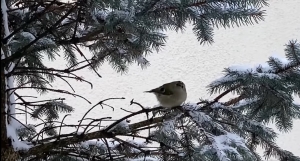 Kolejna miła wizyta mysikrólików w Mysikróliku