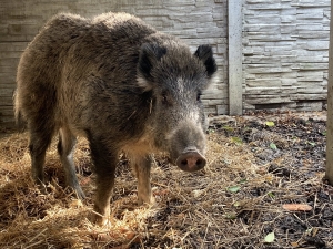 Decyzja podjęta na dziko!