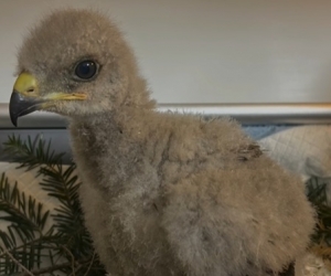 Myszołów z plecakiem!