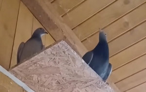 Jeden z najczęstszych pacjentów w ośrodku