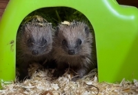 50 głodnych jeży przypomina akwarium z piraniami.