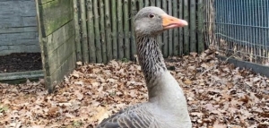 Greylag goose